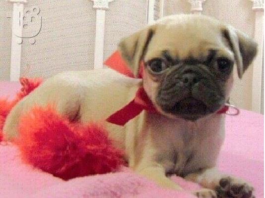 PoulaTo: πανέμορφα κουτάβια Pug