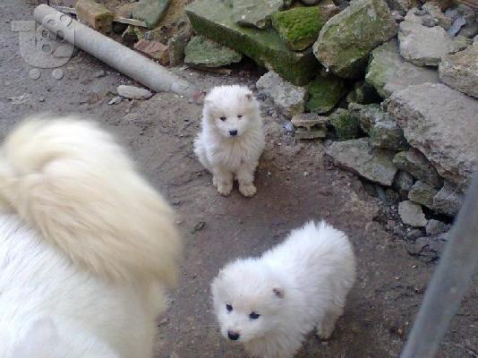 Σαμόιτ - 400 euro