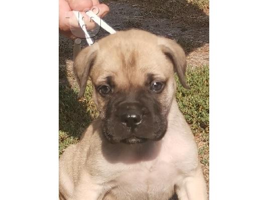 Bullmastiff κουτάβια