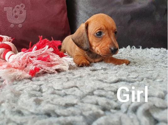 Μίνι Dachshunds