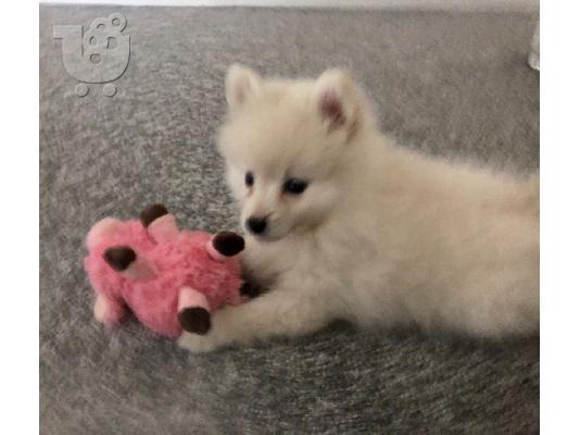 Πώληση Pomeranian σκύλοι και κουτάβια