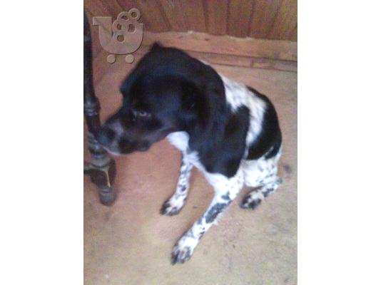 Μικροσωμη σκυλιτσα χαριζεται