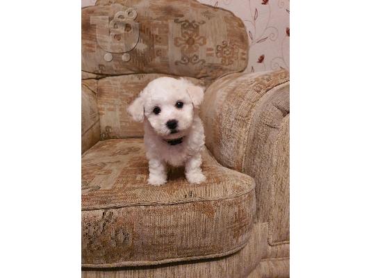 PoulaTo: Κουτάβια Georgeous Bichon Frise