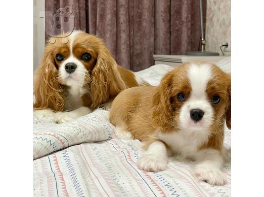 PoulaTo: Κουτάβια Cavalier King Charles