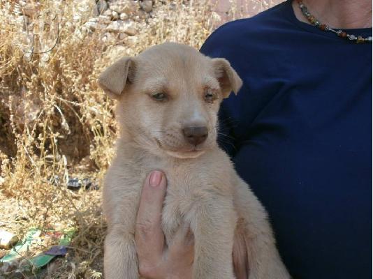 Κουταβακια χαριζονται