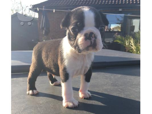 Lovely Boston Terrier κουτάβια