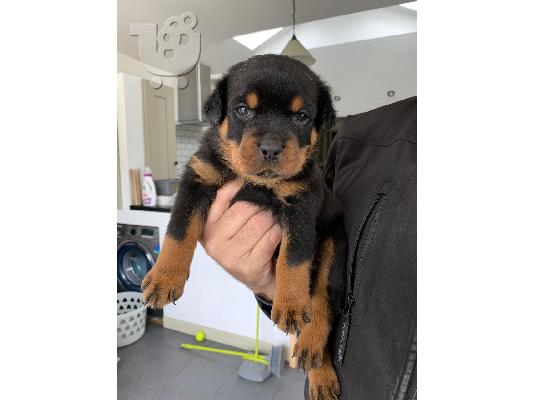 Τα κουτάβια Rottweiler είναι τώρα έτοιμα προς πώληση