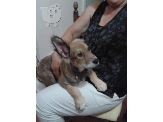 Κουταβακι χαριζεται