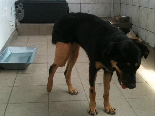 Νεαρη σκυλιτσα χαριζεται