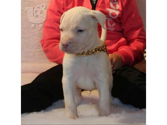 PoulaTo: κουτάβια Pitbull
