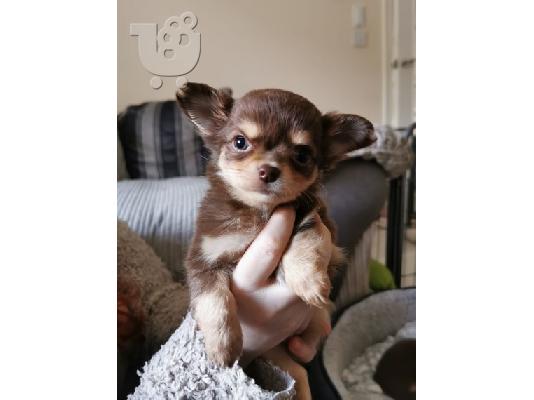  Kc chihuahua έτοιμη
