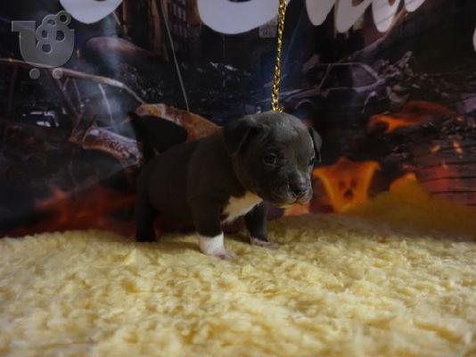 PoulaTo: Θαυμάσια κουτάβια Pitbull για υιοθεσία