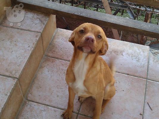 Ο ξανθουλης Πιπης χαριζεται