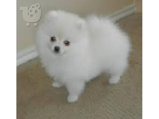Pomeranian κουτάβια προς πώληση