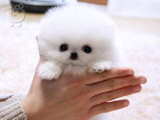 PoulaTo: Pomeranian κουτάβια προς πώληση