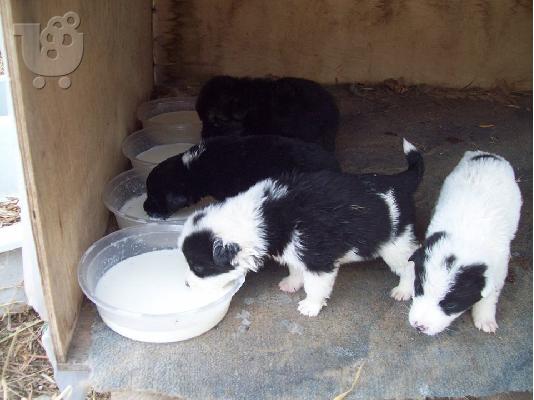 Κουταβακια 20 ημερων ψαχνουν οικογενειες