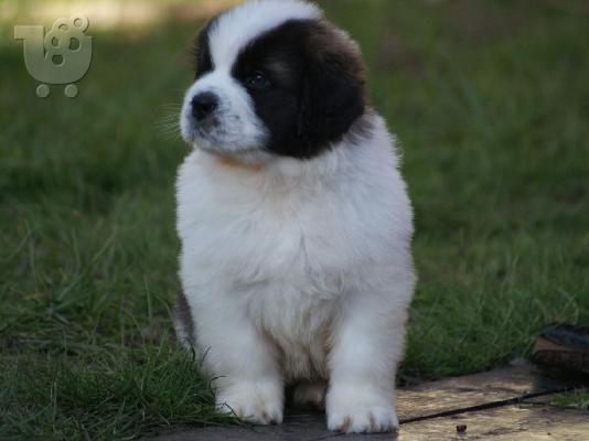Τα κουτάβια Saint Bernard είναι διαθέσιμα