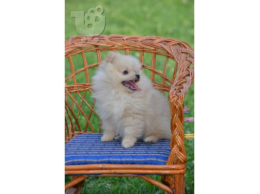 Κουτάβι Pomeranian Spitz