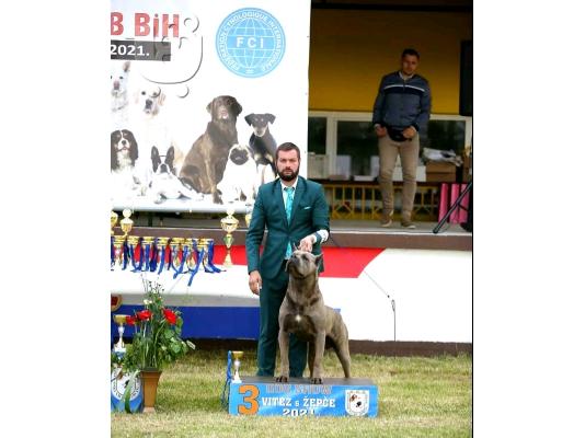 Cane Corso