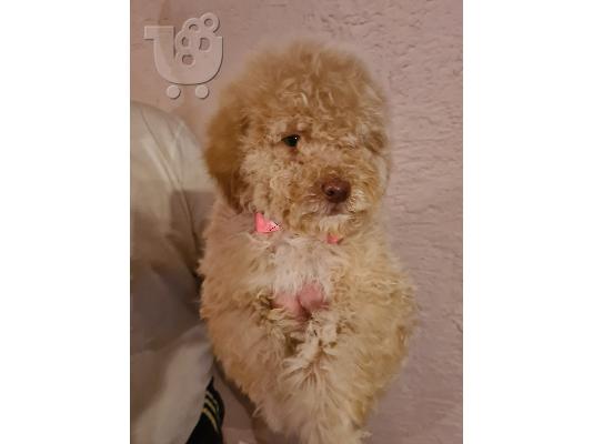 Labradoodle κουτάβια