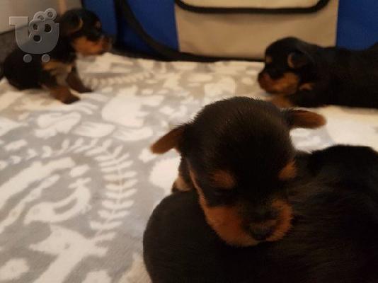 Yorkshire κουτάβια