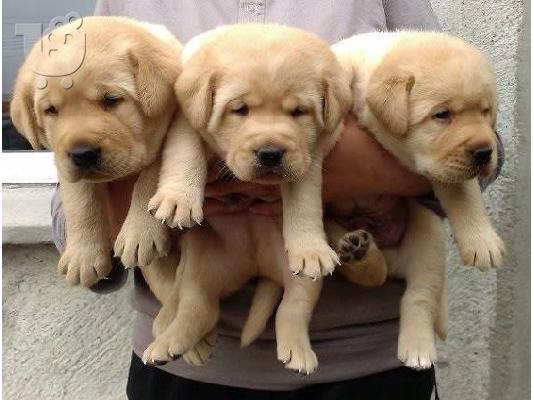 Labrador Καθαροαιμα κουτάβια ευκαιρία Αθηνα 6988190151