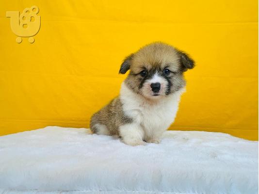 PoulaTo: Κουτάβια Pembroke Corgi