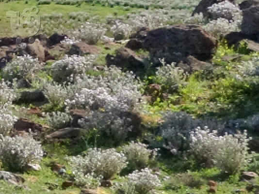 Καθαρισμός Οικοπέδων Φιλοθέη 694 7329 435 Κάδοι Μπαζών Φιλοθέη Katharismos Oikopedwn Filot...