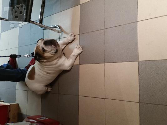 πωλουνται αγγλικά μπουλντόγκ