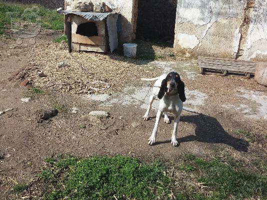 Πωλείται κυνηγητικός σκύλος Αριένγις