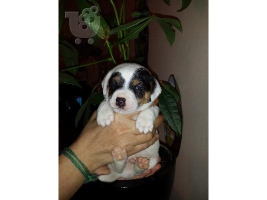 Jack Russell  Στιλ Σκάκι. καθαρόαιμο. *** Ψάχνουν οικογένεια ***...