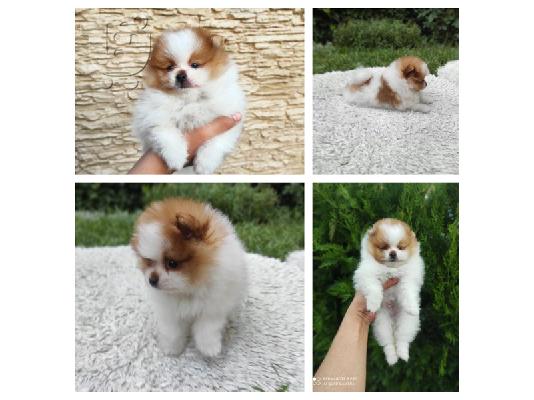 PoulaTo: Πωλείται αγόρι Pomeranian Spitz