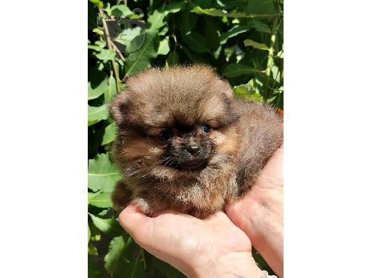 Pomeranian Spitz κουτάβια προς πώληση