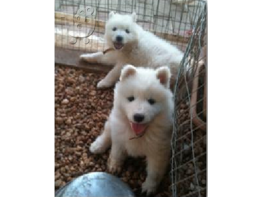 Samoyed (σαμογιεντ) Κουταβια