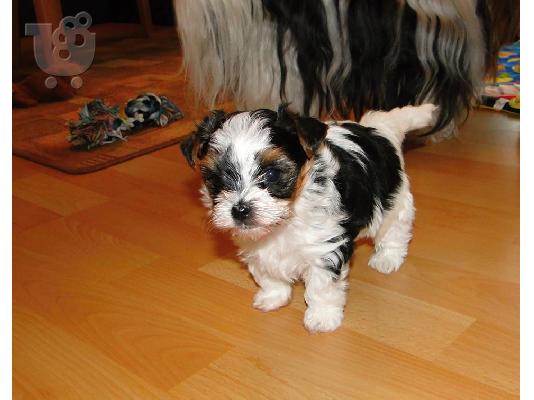 ΓιορκσάιρΤεριέ 12 εβδομάδων. 2 τελευταία. καθαρόαιμο...