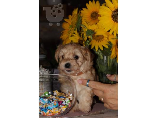 Havanese Bichon κουτάβια