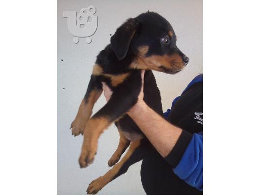 Καθαροαιμα κουταβια rottweiler