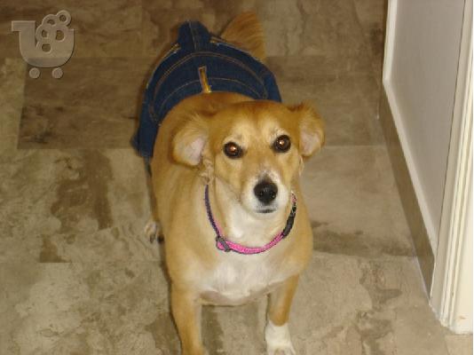 Δωρίζεται Σκύλος θηλυκού γένους