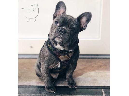 PoulaTo: French bulldog puppy for sale