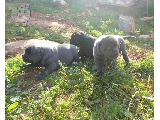 PoulaTo: Cane corso