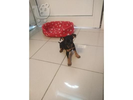 Μίνι Πίντσερ mini pincher