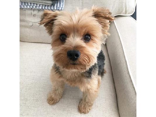 PoulaTo: Εκπληκτικό κουτάβι του Yorkshire Terrier!