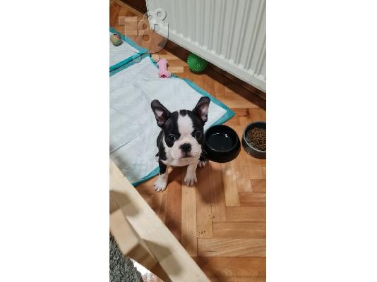 Θηλυκό Boston Terrier κουτάβι