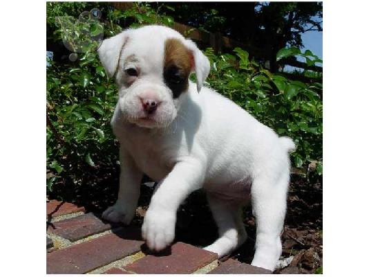 PoulaTo: Δύο Φιλικά Boxer Κουτάβια Διαθέσιμα