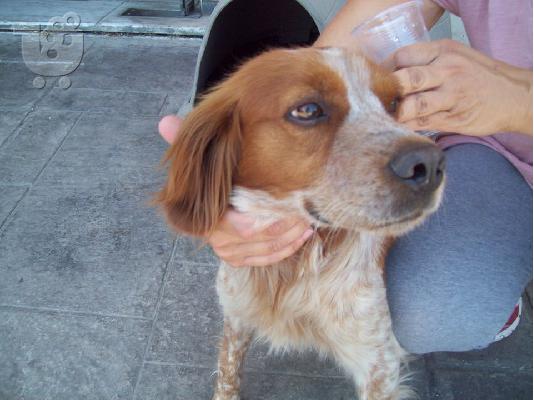 Καθαρομαιμο Επανιελ χαριζεται