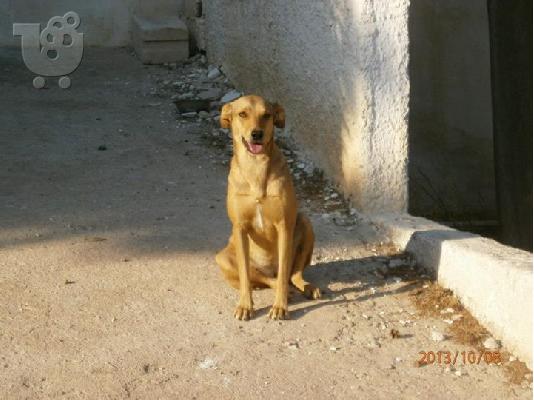 Σκυλιτσα χαριζεται