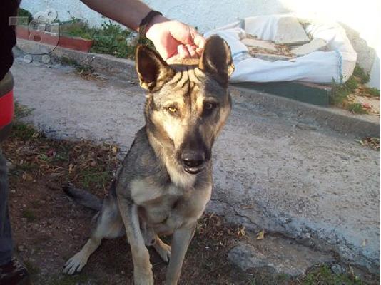 PoulaTo: Λυκοσκυλο χαριζεται