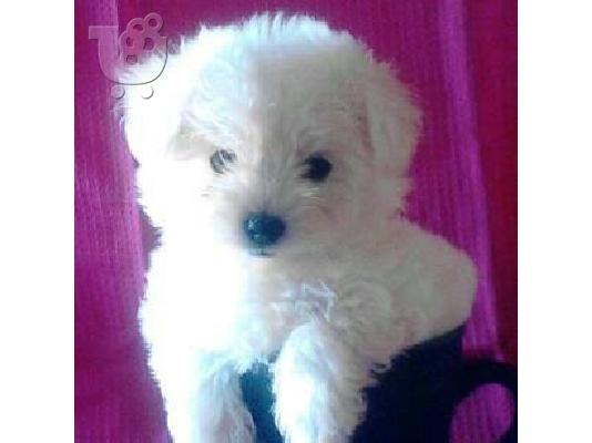 PoulaTo: πωλείται καθαρόαιμο μαλτέζ