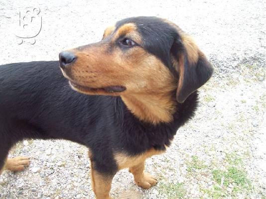 Σκυλακια 7 μηνων χαριζονται