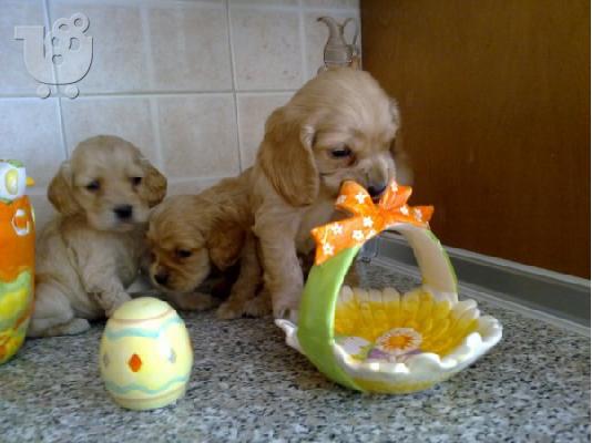 PoulaTo: Κοκερ σπανιελ